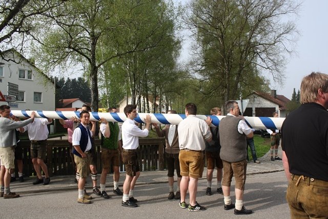 Maibaum 2013